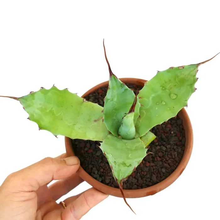 Agave parrasana X eborispina Online ora - immagine 3