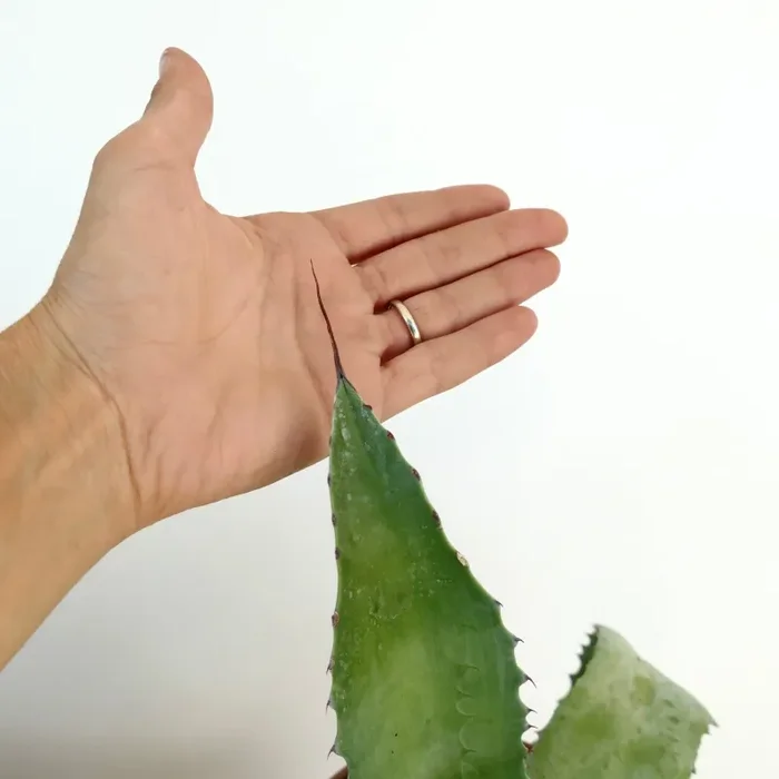 Agave parrasana X mitis