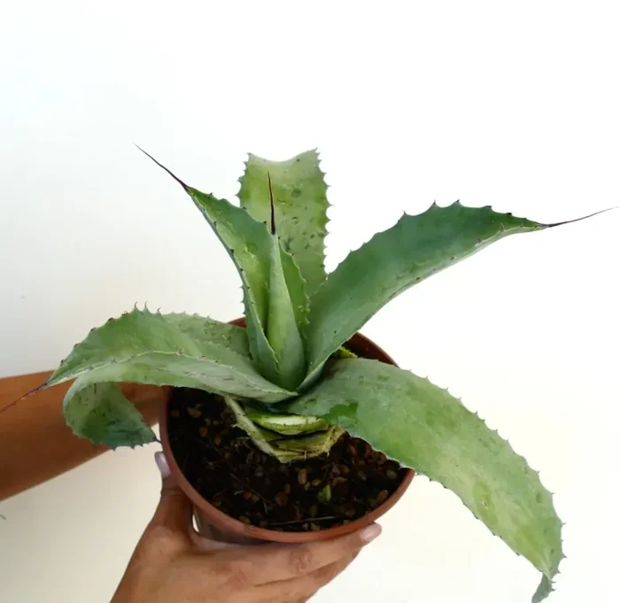 Agave parrasana X mitis - immagine 3