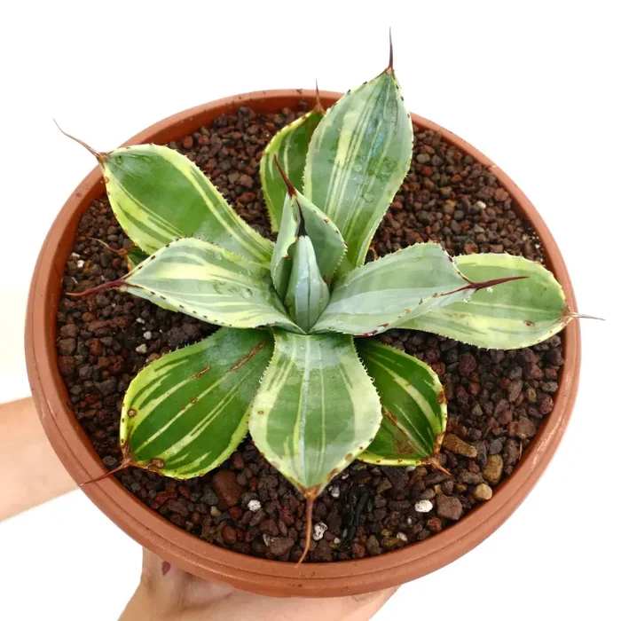 Agave parryi truncata VARIEGATA clone J667