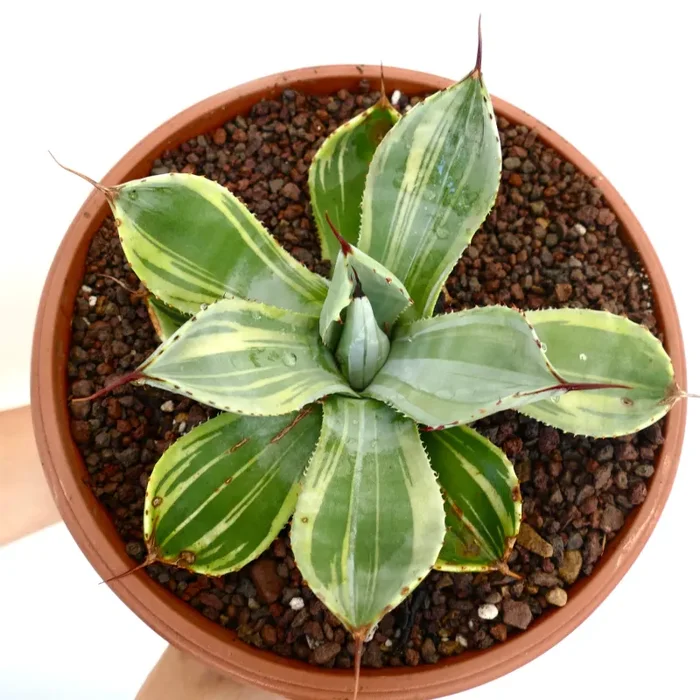 Agave parryi truncata VARIEGATA clone J667 - immagine 2
