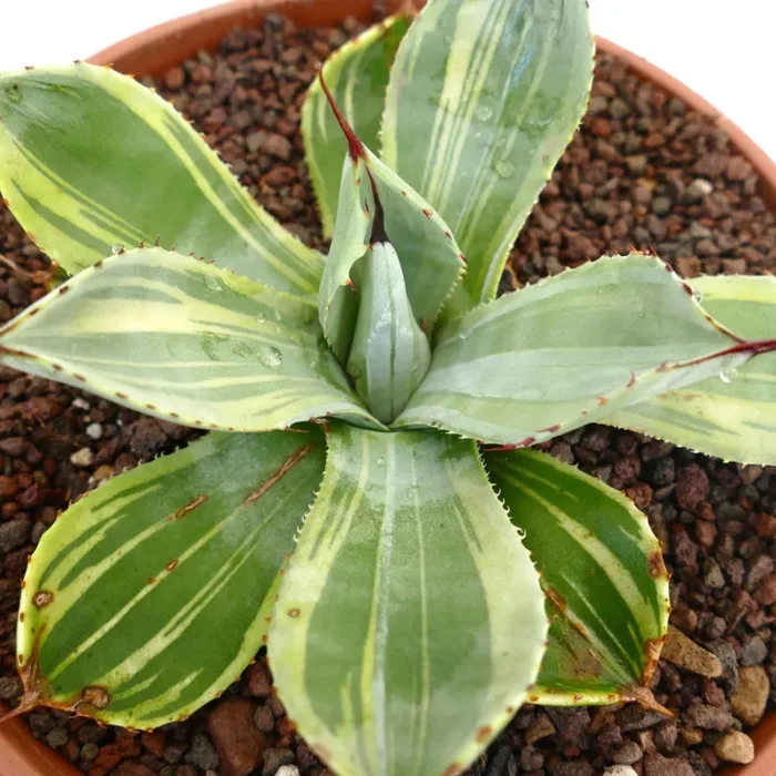 Agave parryi truncata VARIEGATA clone J667 - immagine 3