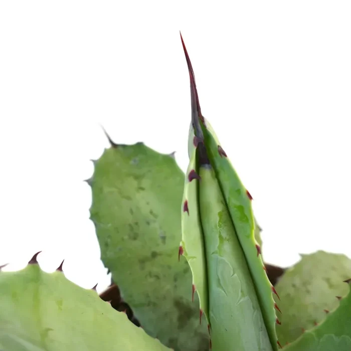 Agave parryi X Agave ovatifolia - immagine 2