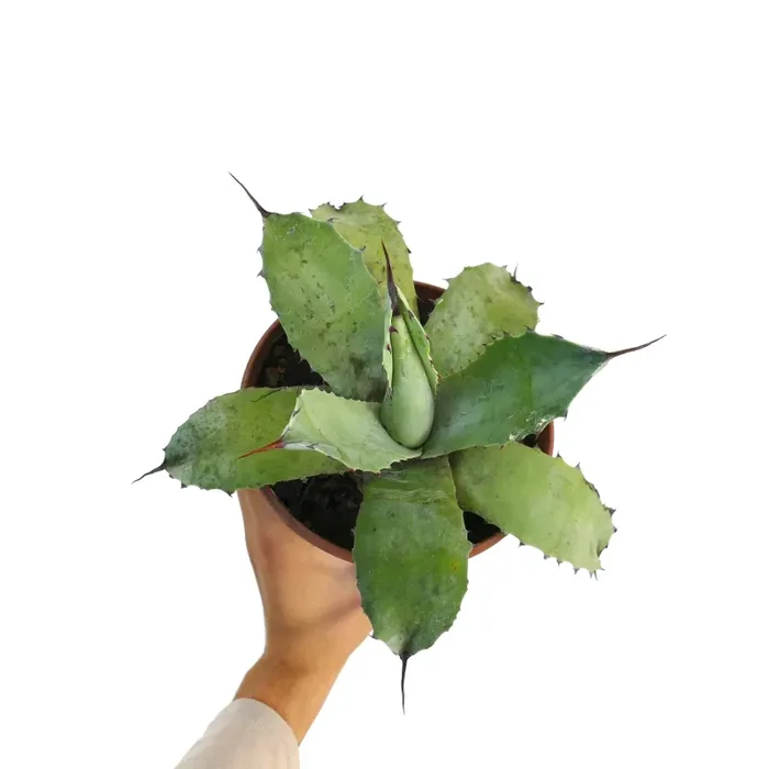 Agave parryi X Agave ovatifolia - immagine 3