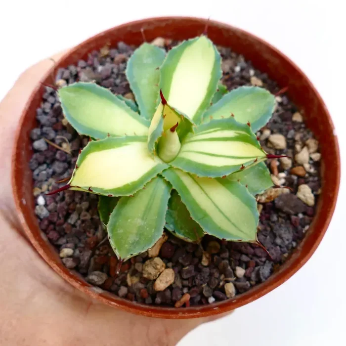 Agave potatorum cv “DESERT DIAMOND” VARIEGATA 3-4cm