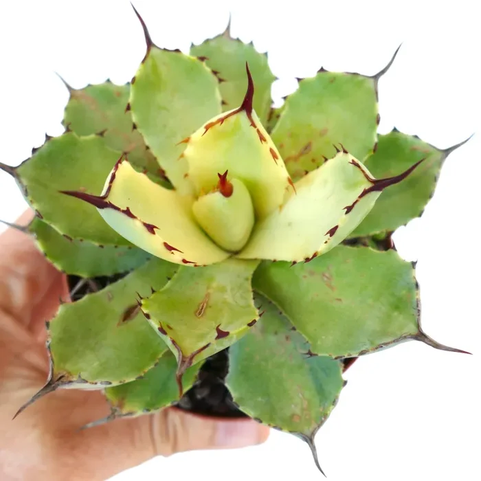 Agave potatorum cv Kissho Kan REVERSE VARIEGATED