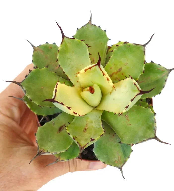 Agave potatorum cv Kissho Kan REVERSE VARIEGATED - immagine 2