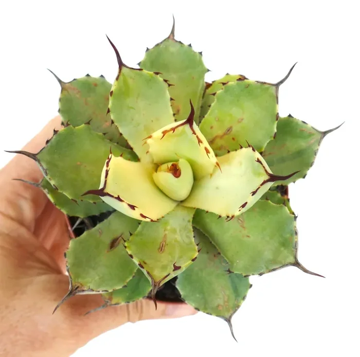 Agave potatorum cv Kissho Kan REVERSE VARIEGATED - immagine 3