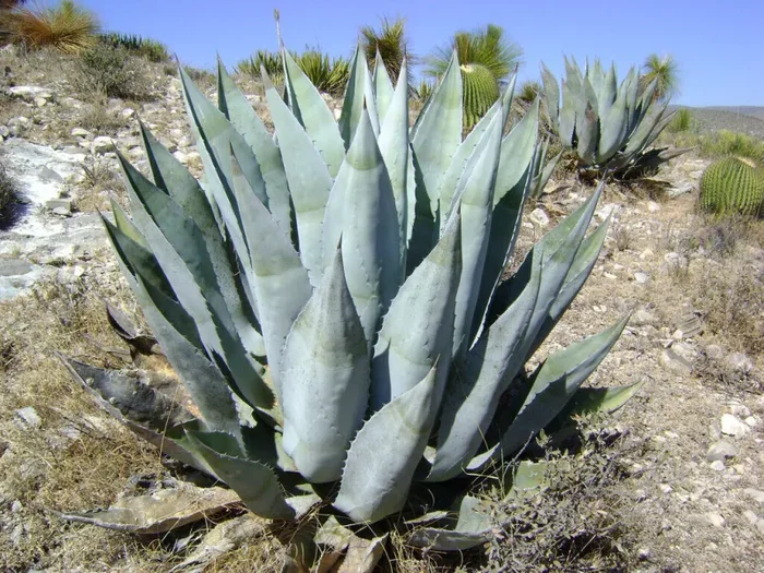 Agave scabra SEMI