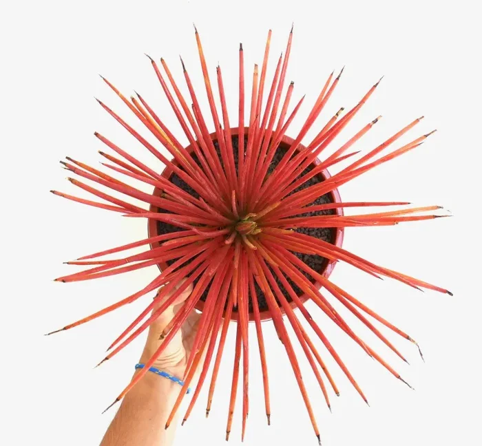 Agave stricta form rubra 6-8cm