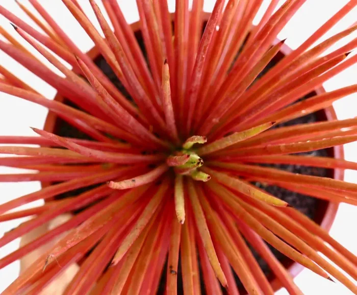 Agave stricta form rubra 6-8cm - immagine 2