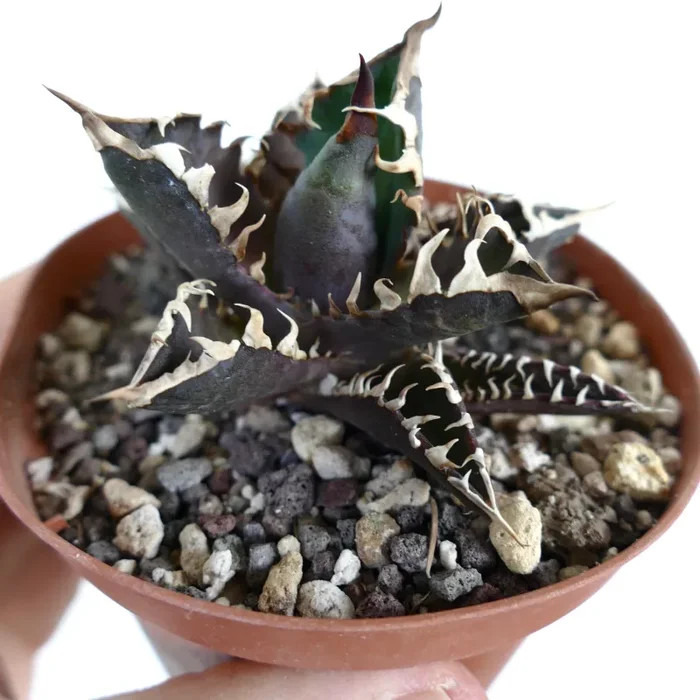 Agave titanota ‘DARK KNIGHT’ Dark Body & White Spines