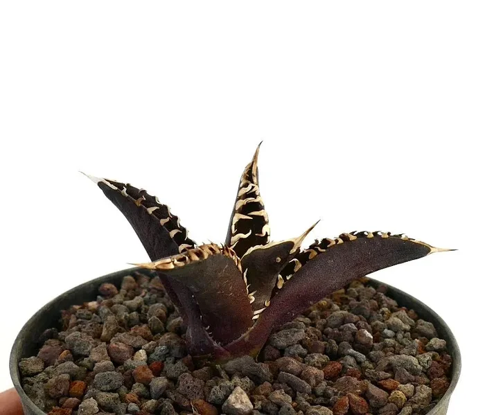 Agave titanota ‘DARK KNIGHT’ Dark Body & White Spines - immagine 2