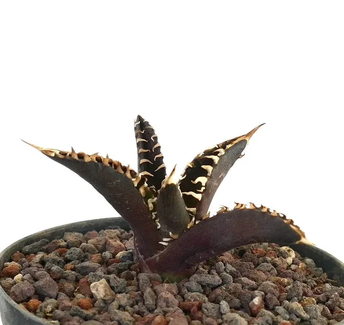 Agave titanota ‘DARK KNIGHT’ Dark Body & White Spines - immagine 3