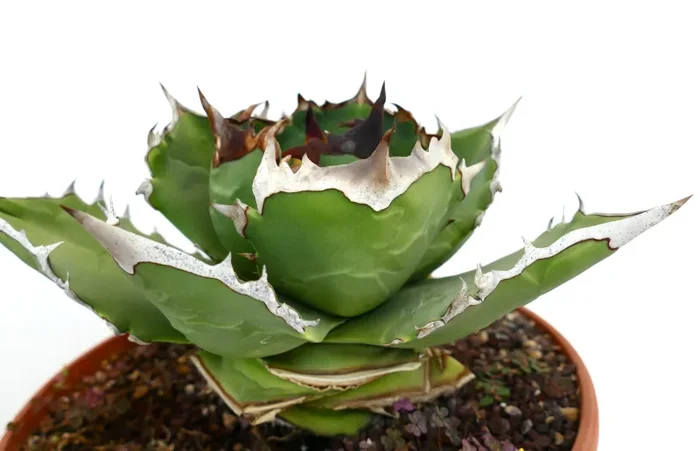 Agave titanota COMPACT cv 阿部 ABE (ex Japan) C11 - immagine 2