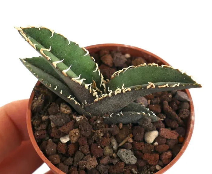 Agave titanota COMPACT cv 阿部 ABE (ex Japan) C11 - immagine 3