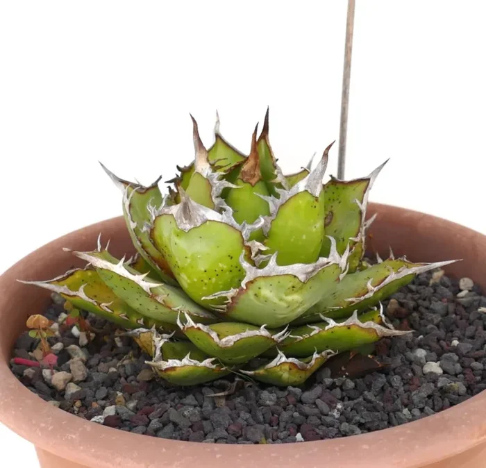 Agave titanota COMPACT FORM 6km NORTH OVEST OAXACA