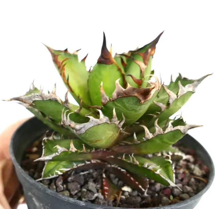 Agave titanota COMPACT (Oaxaca) KS - immagine 2