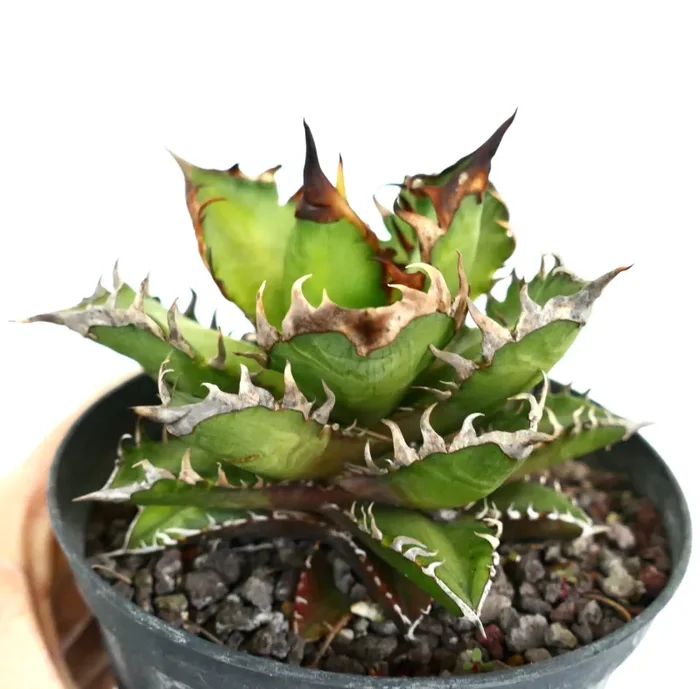 Agave titanota COMPACT (Oaxaca) KS - immagine 3