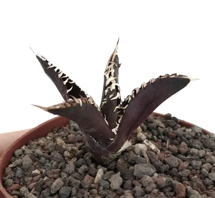 Agave titanota cultivar ‘DARK KNIGHT’ N23 - immagine 2