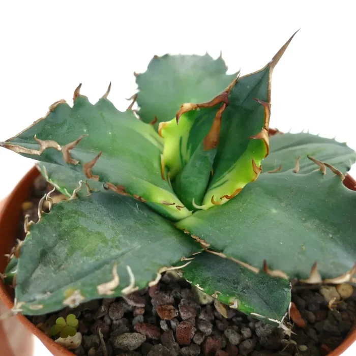 Agave titanota cv ‘Banana Peel’ VARIEGATED - immagine 2