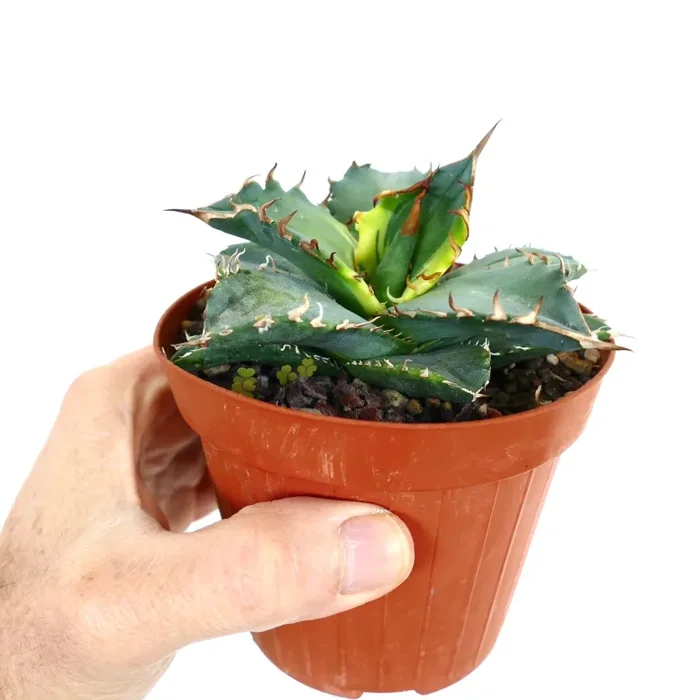 Agave titanota cv ‘Banana Peel’ VARIEGATED - immagine 3