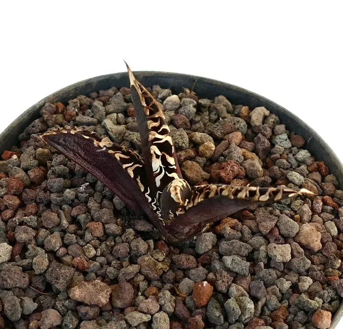 Agave titanota cv ‘DARK KNIGHT’ Super Dark Body & White Spines - immagine 2