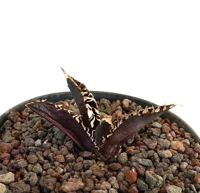 Agave titanota cv ‘DARK KNIGHT’ Super Dark Body & White Spines - immagine 3