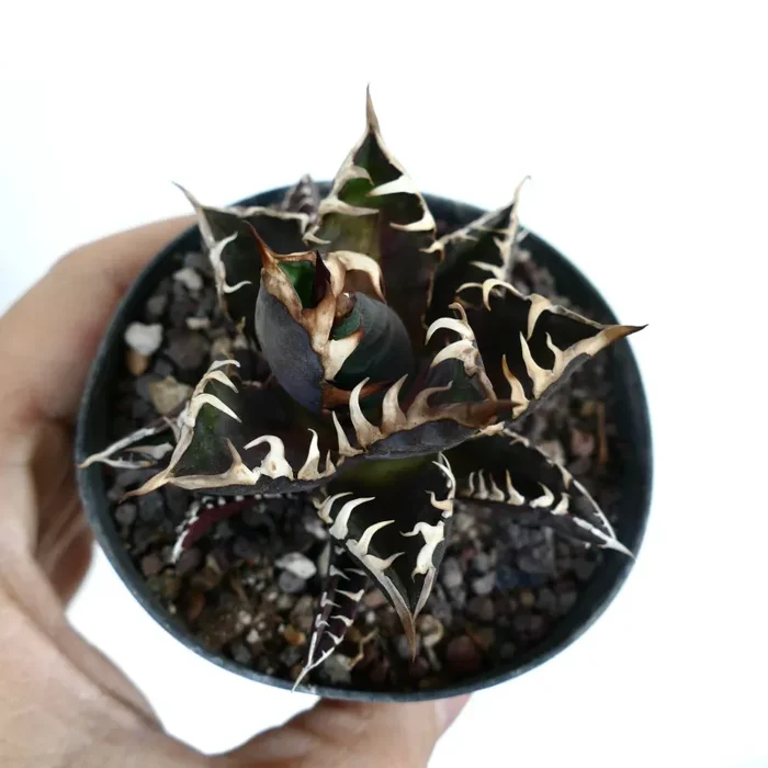 Agave titanota cv DARK KNIGHT Selected New Clone