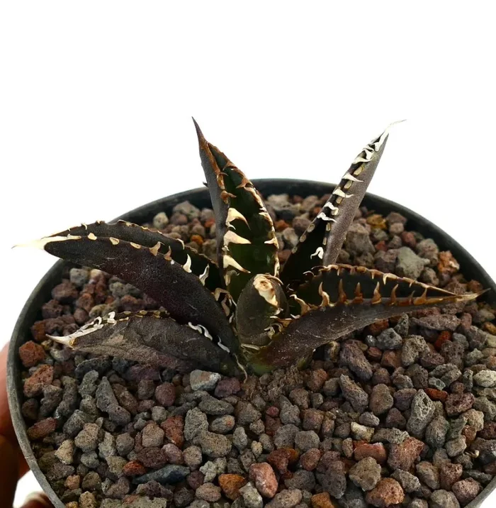 Agave titanota cv DARK KNIGHT Selected New Clone - immagine 2