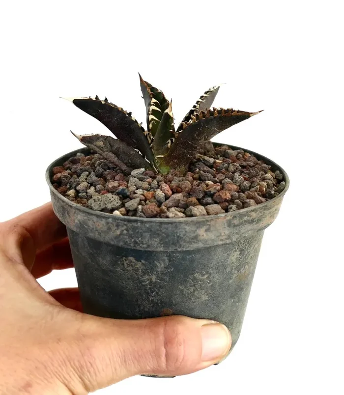 Agave titanota cv DARK KNIGHT Selected New Clone - immagine 3