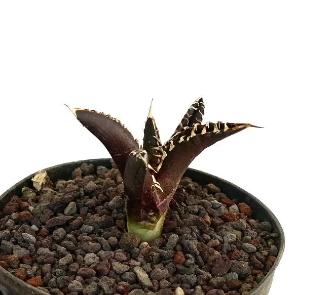 Agave titanota cv DARK KNIGHT Super White Spines - immagine 2