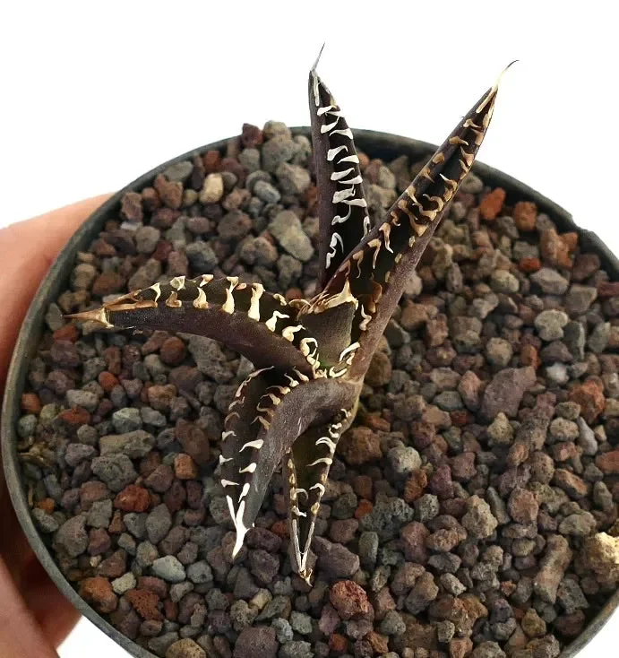 Agave titanota cv DARK KNIGHT Super White Spines - immagine 3