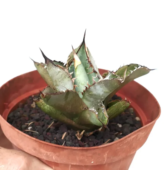 Agave titanota cv GREY TIGER - immagine 3