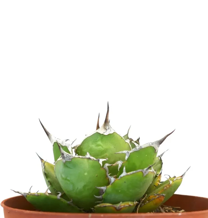 Agave titanota cv JIM CLARK (compact with big final spines) - immagine 3