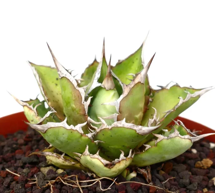 Agave titanota cv SALINA x SHARK SHOUI - immagine 2