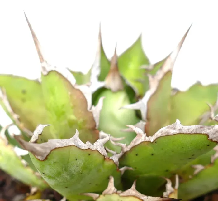 Agave titanota cv SALINA x SHARK SHOUI - immagine 3