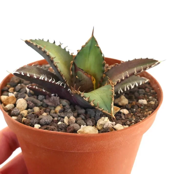 Agave titanota cv SHARK SHOUI 866 - immagine 2