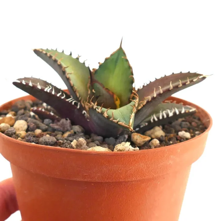 Agave titanota cv SHARK SHOUI 866 - immagine 3