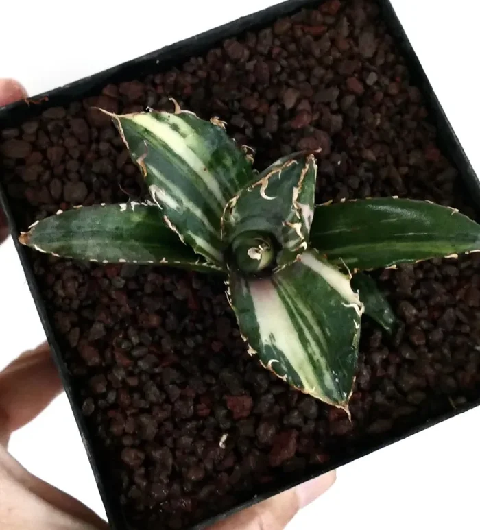 Agave titanota cv SHARK SHOUI variegata - immagine 2