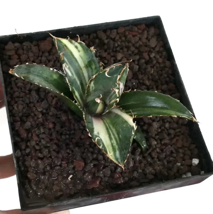 Agave titanota cv SHARK SHOUI variegata - immagine 3