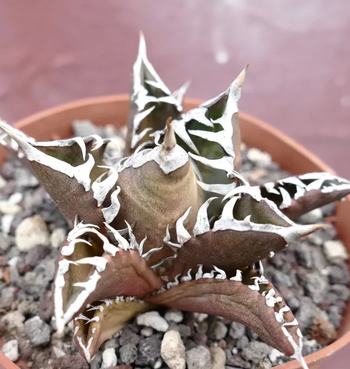 Agave titanota cv TIGER JUNGLE (ex Netherlands market) - immagine 3