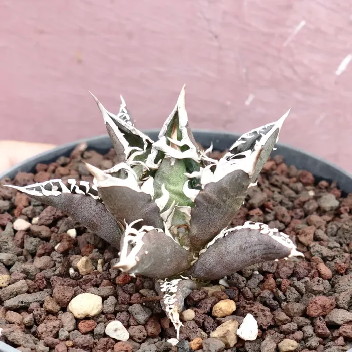 Agave titanota cv TIGER JUNGLE (ex Netherlands market) - immagine 2