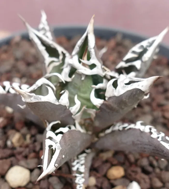 Agave titanota cv TIGER JUNGLE (ex Netherlands market) - immagine 3