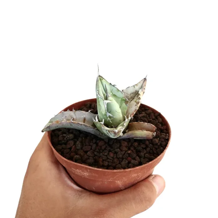 Agave titanota cv WHITE ICE Moda - immagine 2