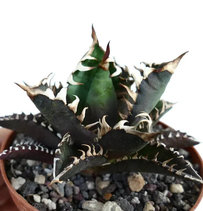 Agave titanota