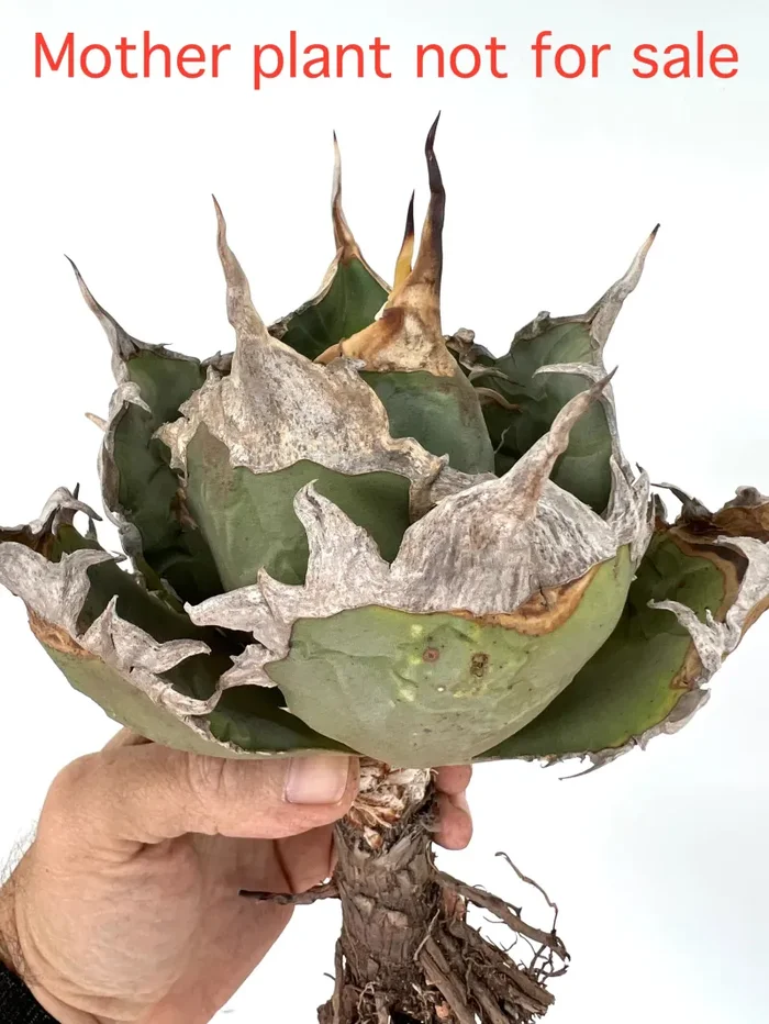 Agave titanota OAXACA specimen A84