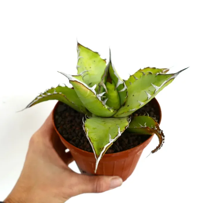 Agave titanota OAXACA specimen A84 - immagine 2