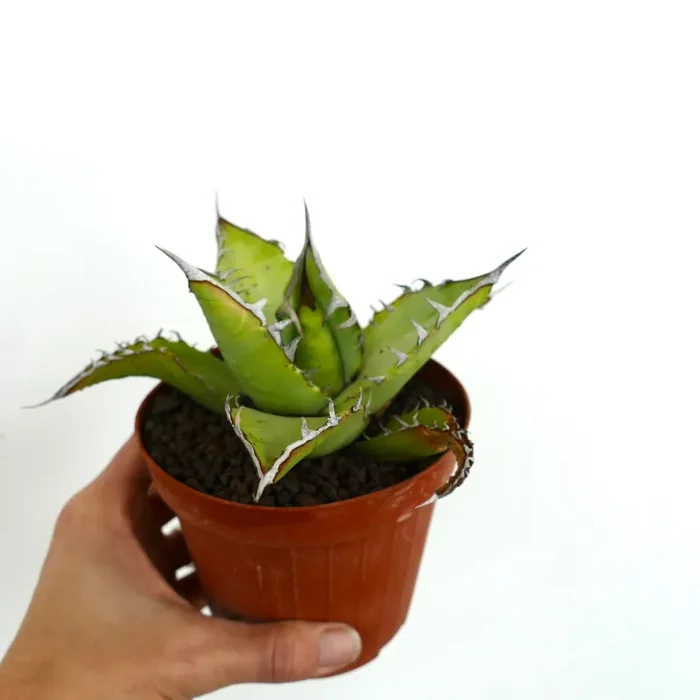 Agave titanota OAXACA specimen A84 - immagine 3