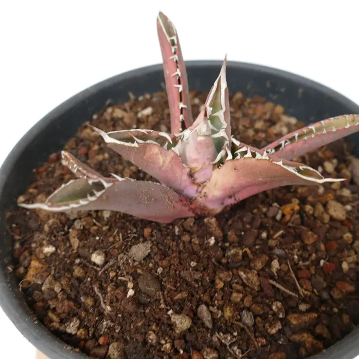 Agave titanota RED TIGER SHARK (ex Torrisi) - immagine 2